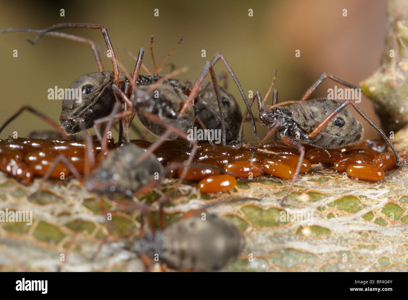 Lachnus roboris, un afide che si nutre di querce e le loro uova. Foto Stock