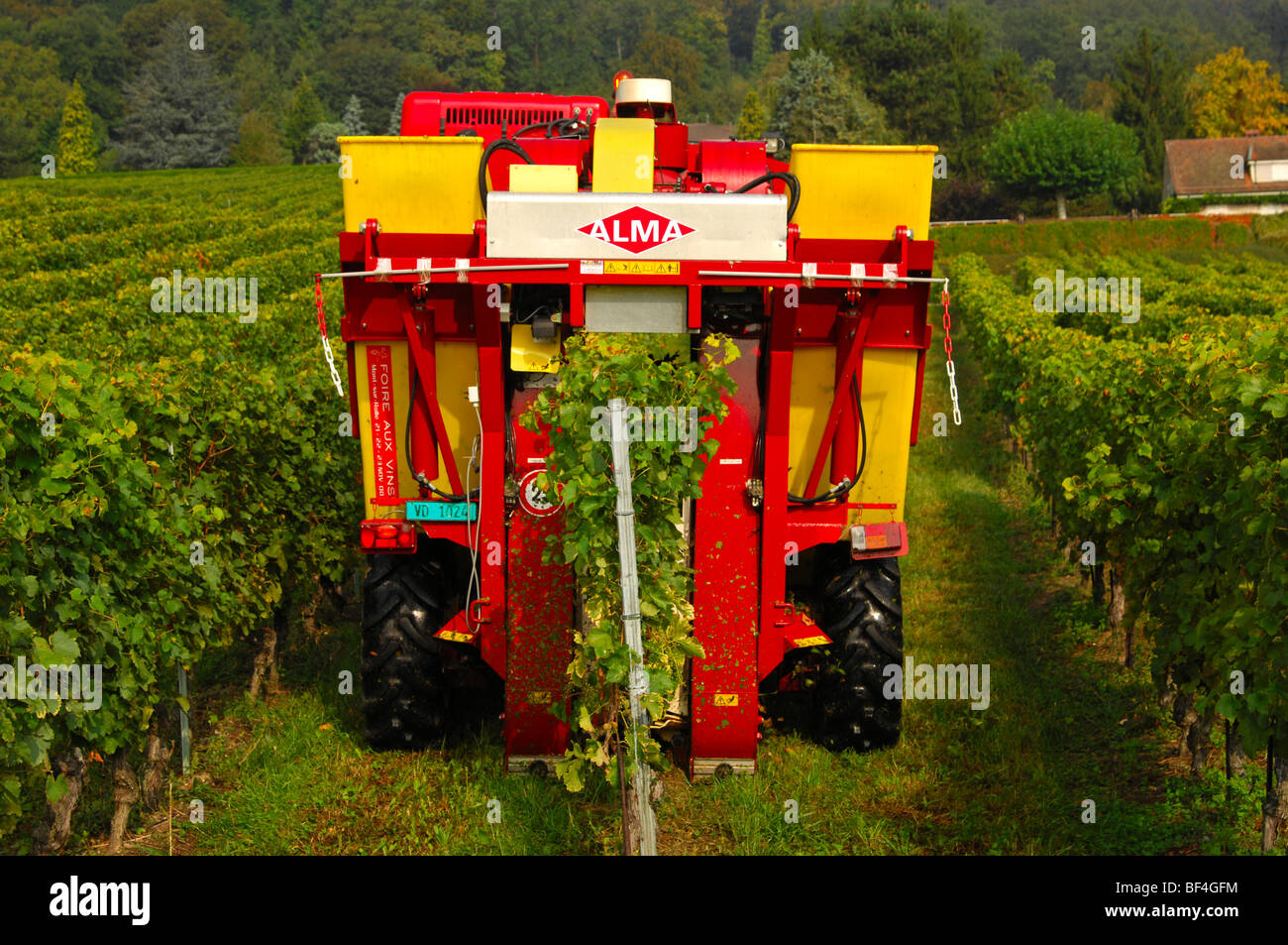 La vendemmia il vino con la completamente meccanizzato macchina raccoglitrice ALMA Selecta XL 30 HL, La Cote zona vitivinicola, Bursins, Vaud, Foto Stock