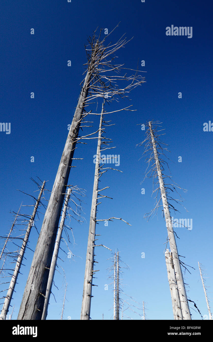 Foresta distrutta nel Parco Nazionale della Foresta Bavarese (Baviera, Germania) Questi alberi sono stati uccisi dal bostrico. Foto Stock