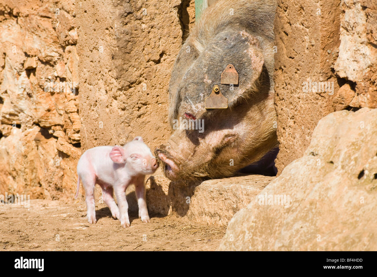 Suini domestici (Sus scrofa domesticus) maialino, madre con i giovani a Maiorca Maiorca, isole Baleari, Spagna, Europa Foto Stock