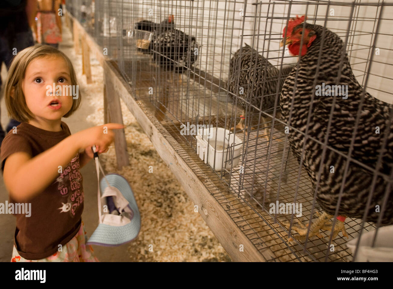 Quattro-anno-vecchia ragazza che puntano a un pollo in gabbia presso la fiera di stato. Juried concorrenza per gli animali della fattoria. Foto Stock