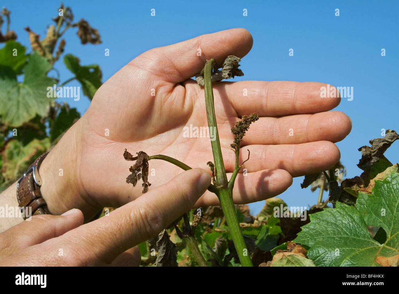 Le mani di un coltivatore di uva di ispezionare il danno alla sua vigna di uva causato da un pesante molla insolita congelamento / California. Foto Stock