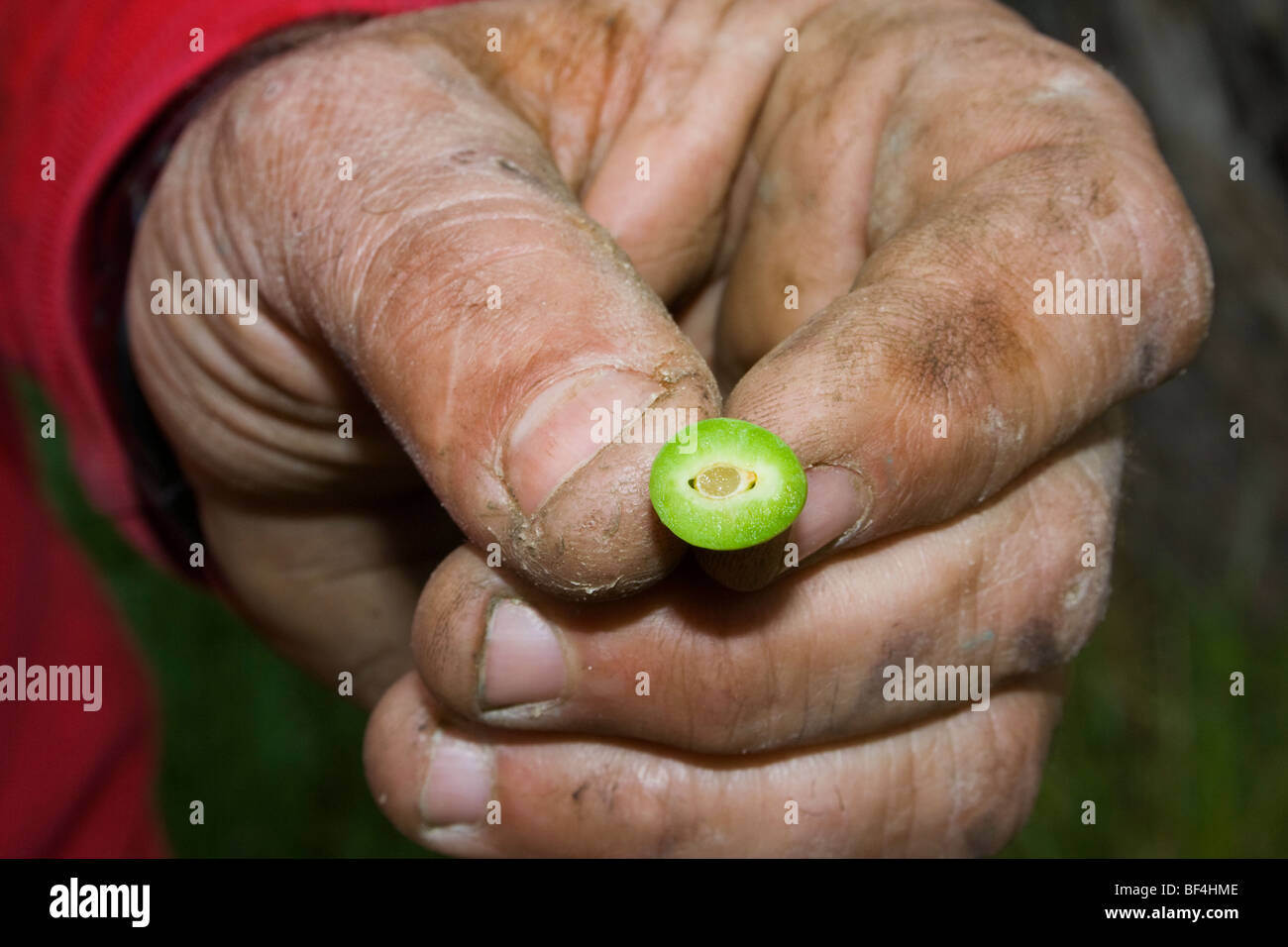 La mano di un coltivatore di potare tenendo un danneggiato immaturo prune causato da un pesante molla insolita congelamento / Red Bluff, CALIFORNIA, STATI UNITI D'AMERICA Foto Stock