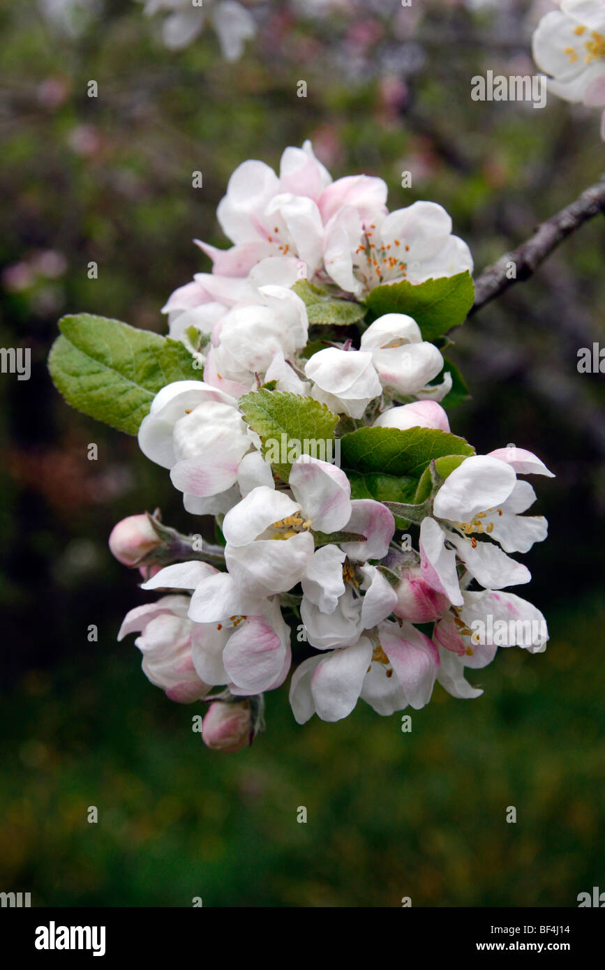 Malus domestica 'Devonshire Quarrenden' blossom Foto Stock