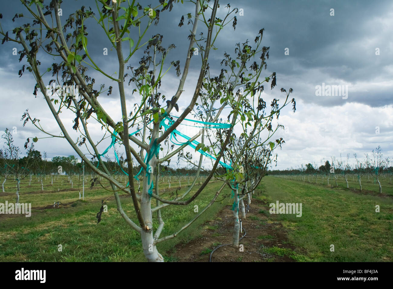 Agricoltura - Danni alberi di noce causato da un pesante molla insolita congelamento / vicino Dairyville, California, Stati Uniti d'America. Foto Stock