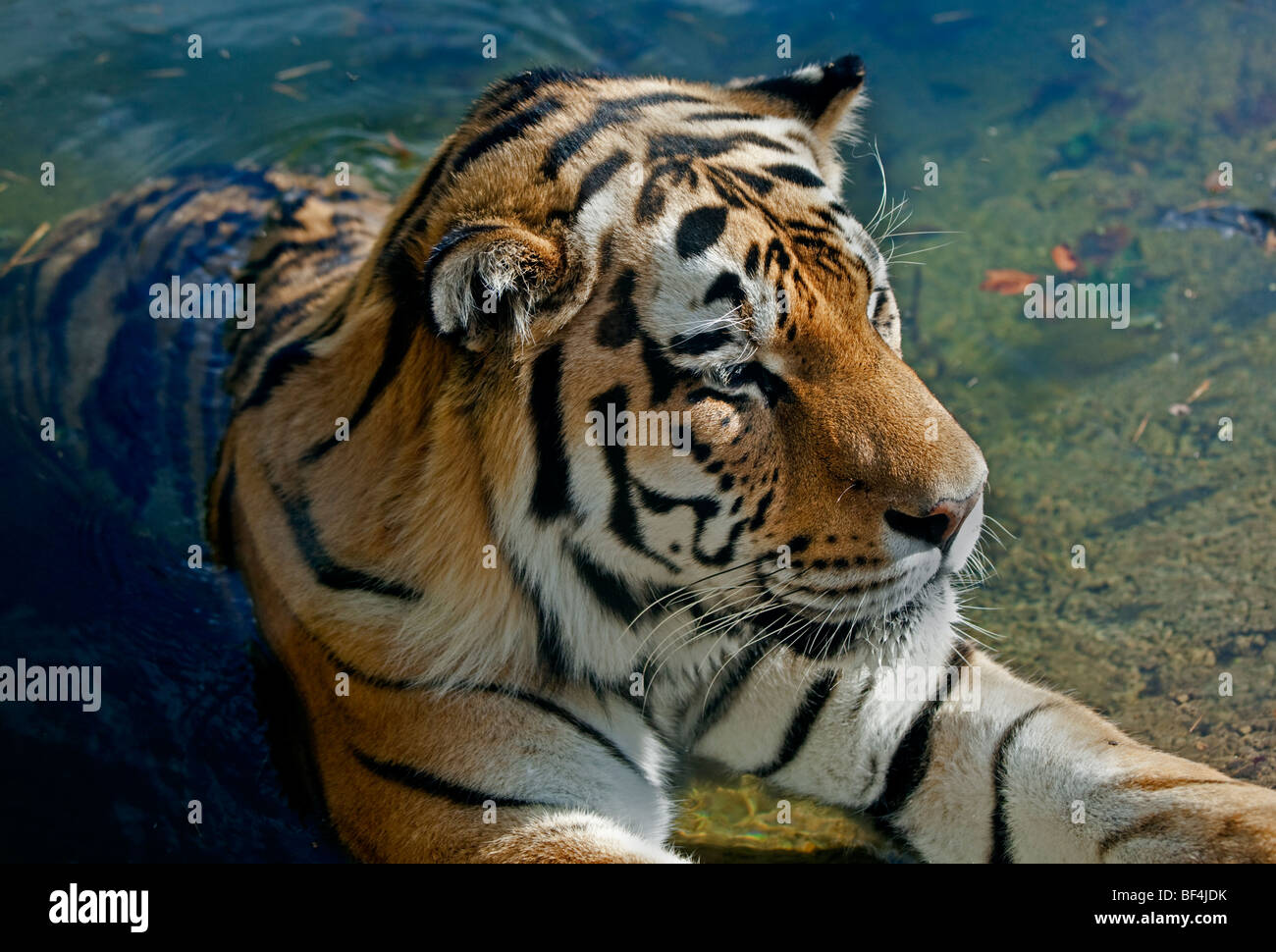 Tigre di Amur (panthera tigris altaica) in piscina Foto Stock