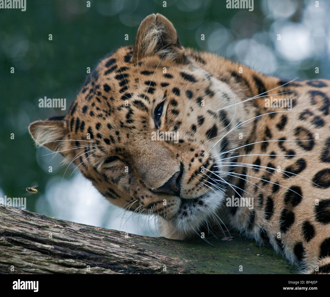 Amur Leopard (panthera pardus orientalis) e miele delle api Foto Stock