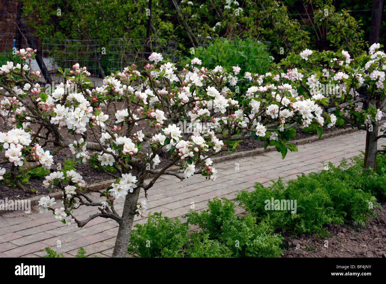 Malus domestica 'scoperta' AGM Apple addestrato come stepover cordon Foto Stock