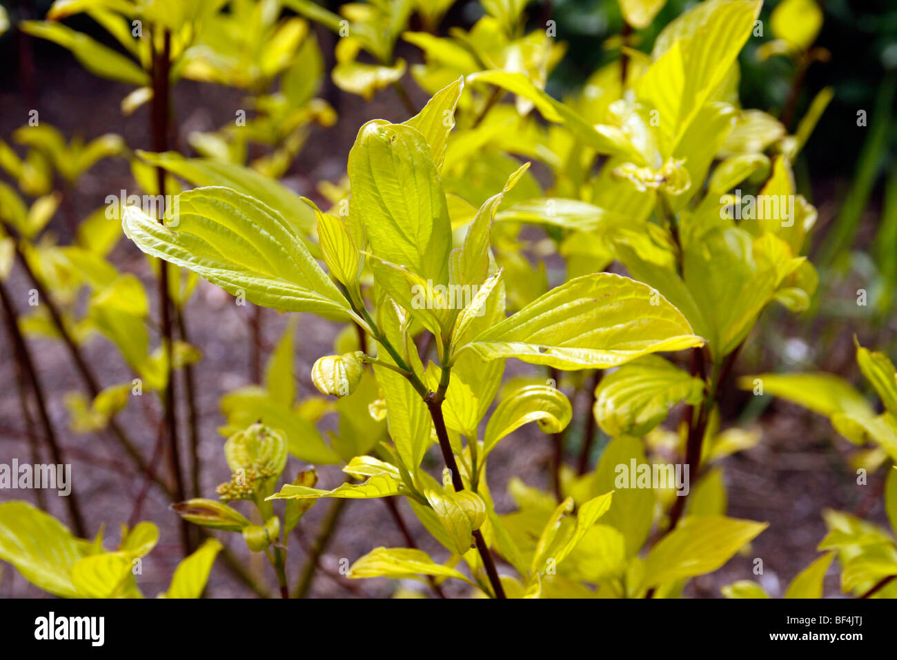 Cornus alba 'aurea' AGM nuovo fogliame Foto Stock