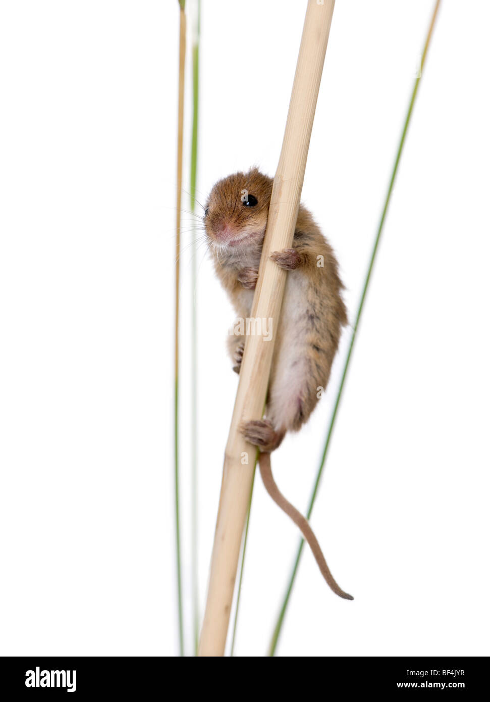 Harvest Mouse, Micromys minutus, appollaiato su erba davanti a uno sfondo bianco, studio shot Foto Stock