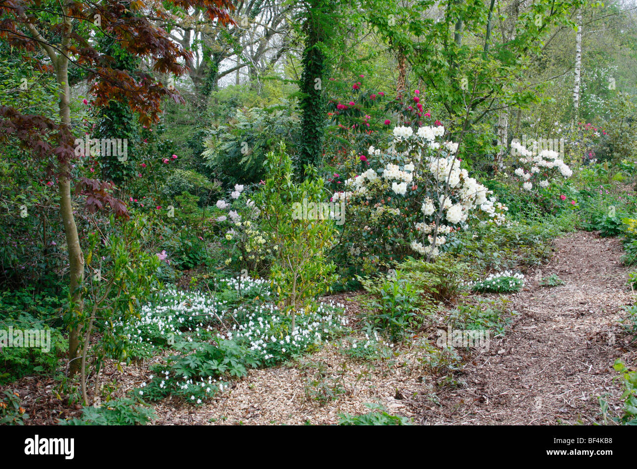 Molla di scena di bosco in Holbrook giardino, Devon, Regno Unito con Anemone nemorosa , 'Flore Pleno' in primo piano Foto Stock