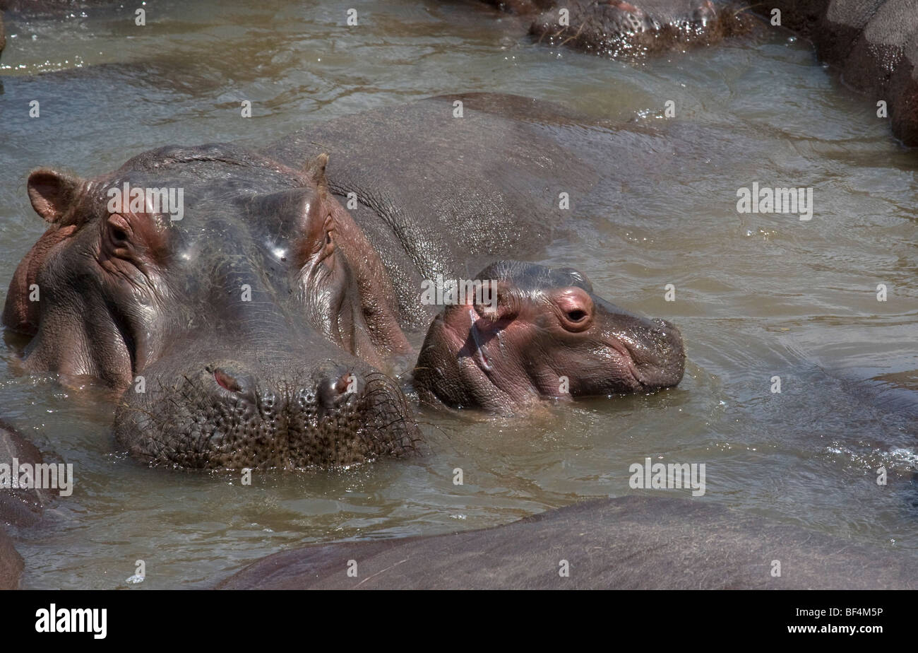 Baby ippopotamo con sua madre Foto Stock