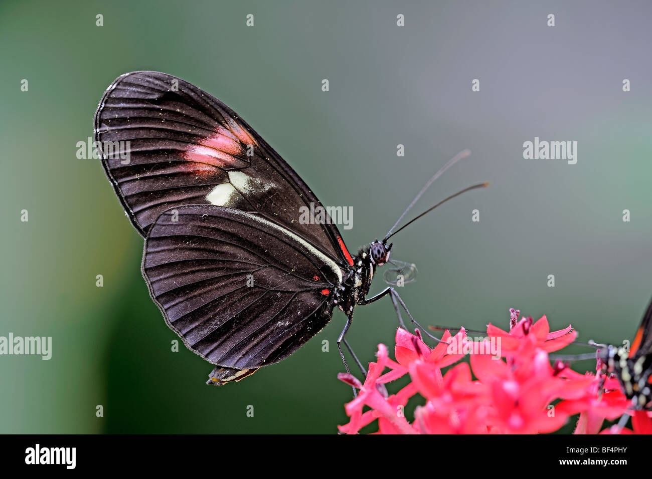 Portalettere Butterfly (Heliconius melpomene :), Sud America Foto Stock