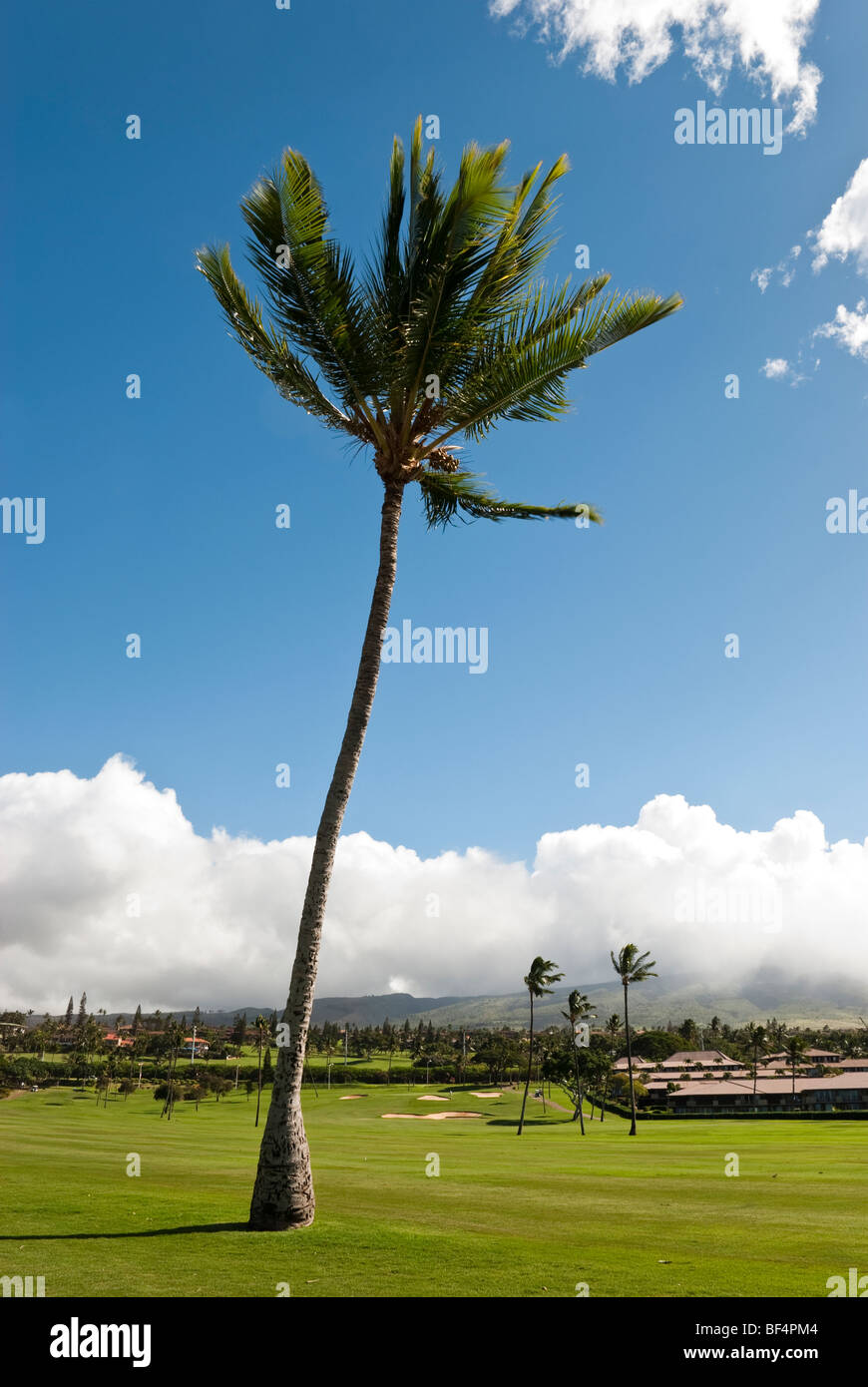 Palma da cocco ondeggianti nella brezza sul Royal Kaanapali golf con il Maui Eldorado resort in background. Foto Stock