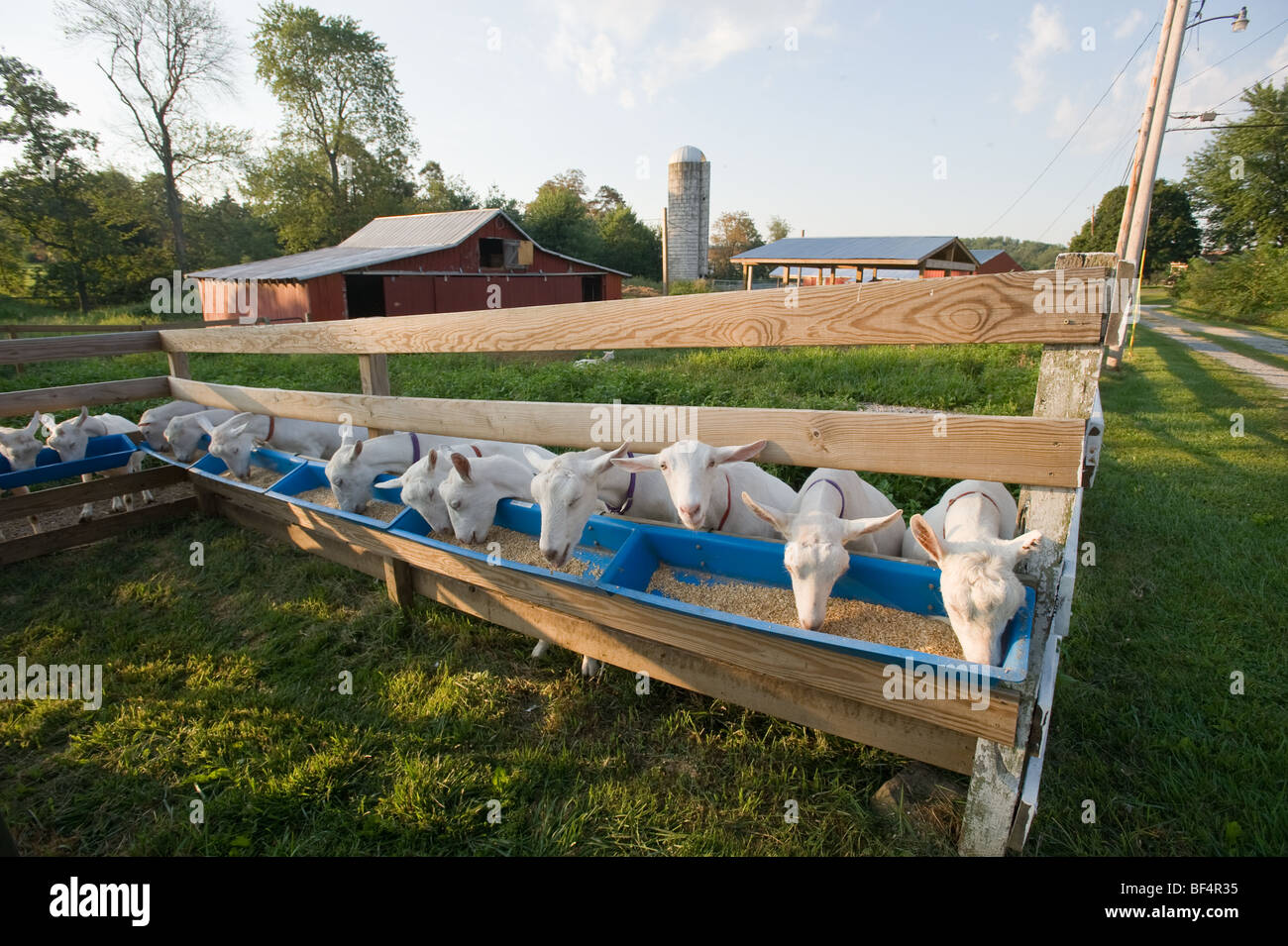 Dairy Farm di capra, Caprkorn Farm, Gapland MD Foto Stock