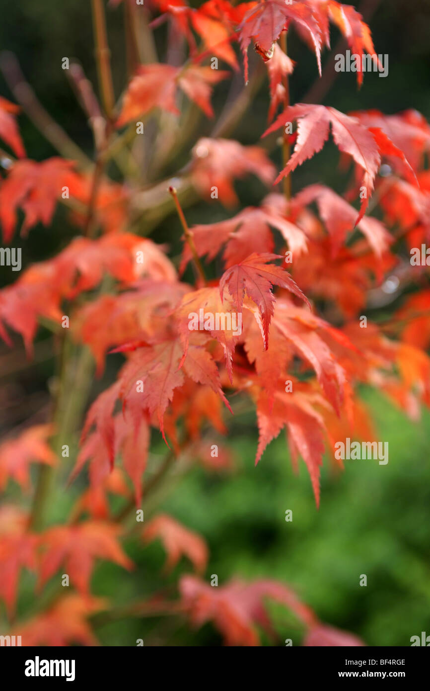 Giapponese acero (Japonicum Aereum) con luminoso rosso-orangle le foglie in autunno Foto Stock