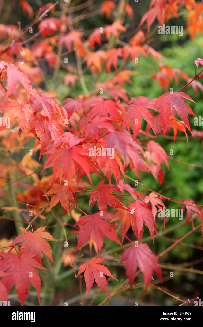 Giapponese acero (Japonicum Aereum) con luminoso rosso-orangle le foglie in autunno Foto Stock