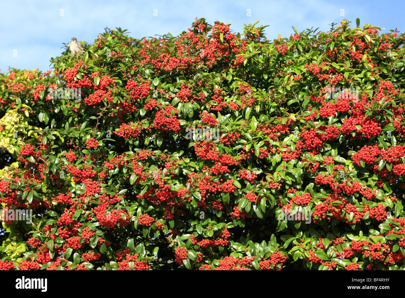 Le bacche rosse di autunno su una grande Cotoneaster Cornubia Foto Stock