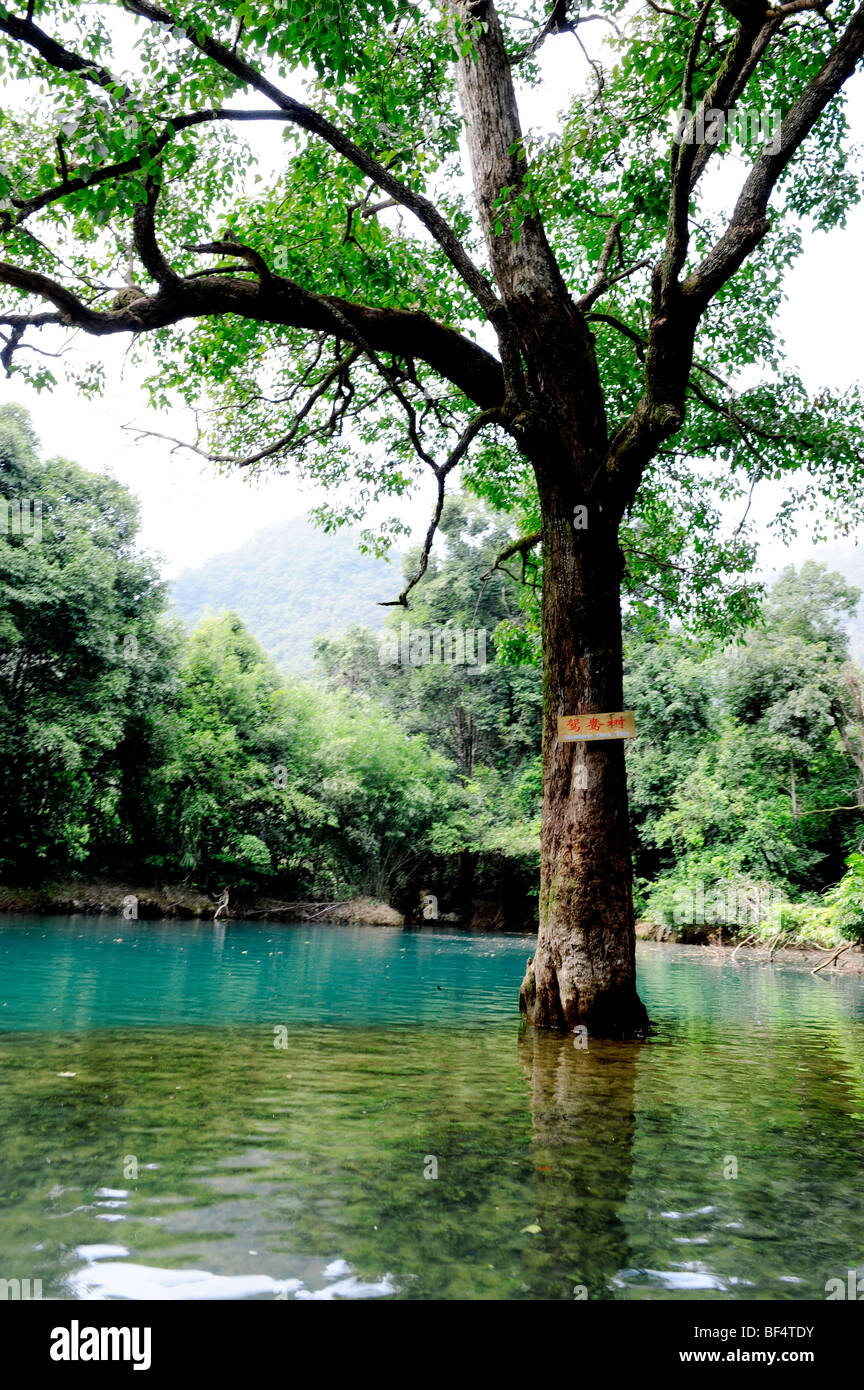 Anatra di mandarino albero in Anatra di mandarino Lago, Xiaoqikong, Qiannan Buyei e Miao prefettura autonoma, Guizhou, Cina Foto Stock