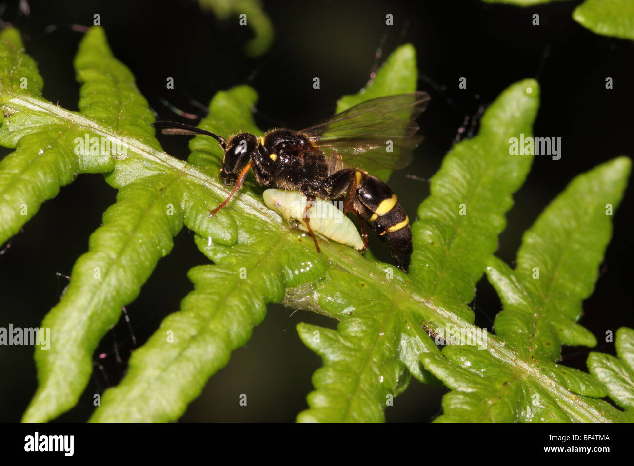 La caccia-wasp (Argogorytes mystaceus : Sphecidae) femmina con una ninfa froghopper REGNO UNITO Foto Stock