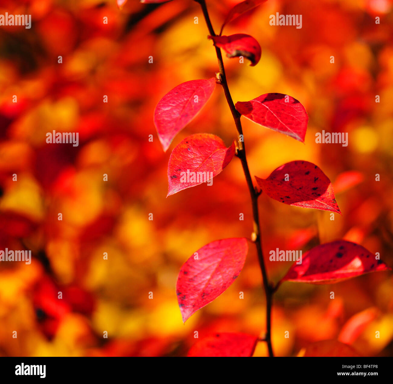 Foglie di autunno, fondale profondo della messa a fuoco Foto Stock