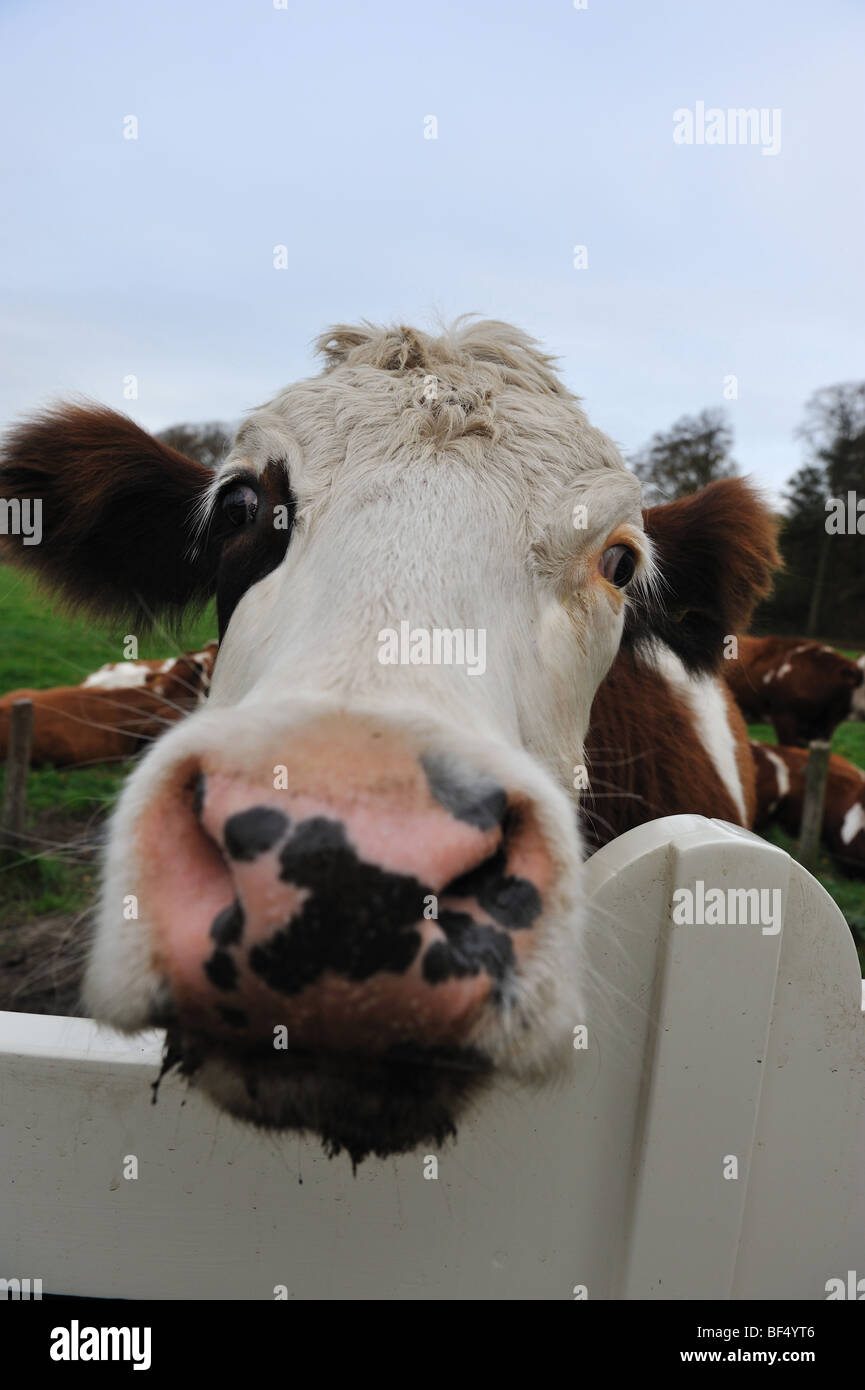 Close-up di una mucca divertenti su superfici agricole nei Paesi Bassi Foto Stock