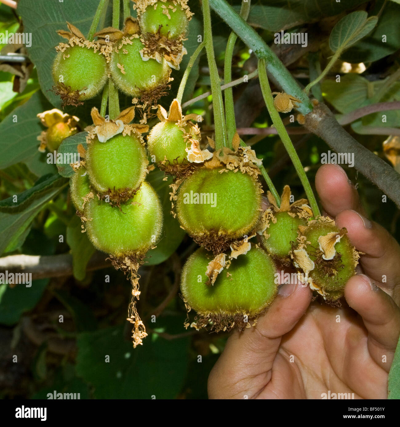 Agricoltura - una mano ai coltivatori con un cluster di kiwi immaturi / Gridley, California, Stati Uniti d'America. Foto Stock