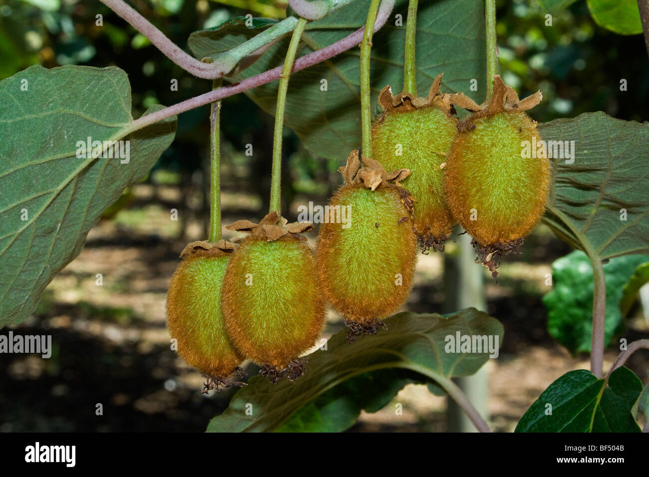 Agricoltura - Vista dettagliata di un cluster di kiwi immaturi sull'albero / Gridley, California, Stati Uniti d'America. Foto Stock