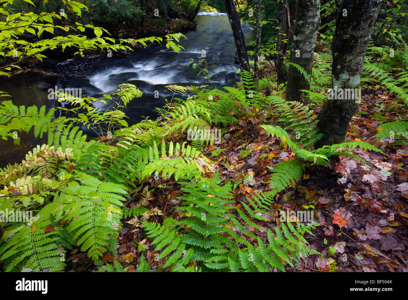 Fiume di roccia e le felci, Rock River Wilderness, Hiawatha National Forest, Michigan Foto Stock