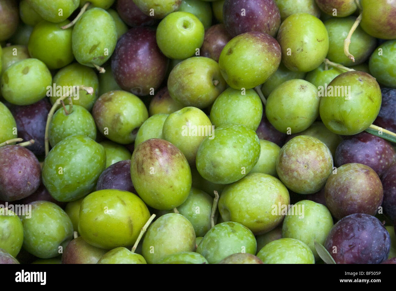 Agricoltura - Closeup di appena raccolto delle olive da tavola / Arbuckle, California, Stati Uniti d'America. Foto Stock