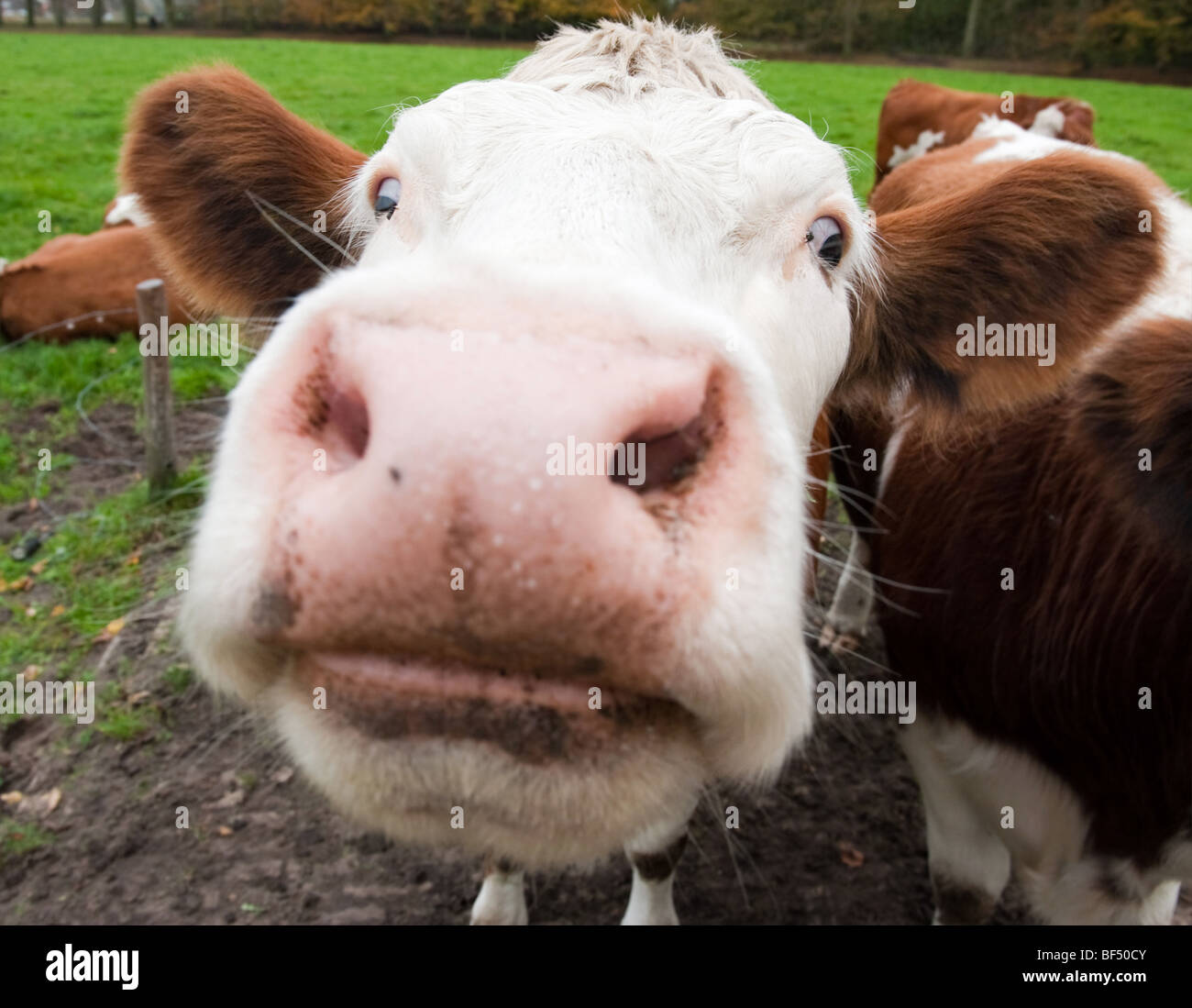 Close-up di una mucca divertenti su superfici agricole nei Paesi Bassi Foto Stock