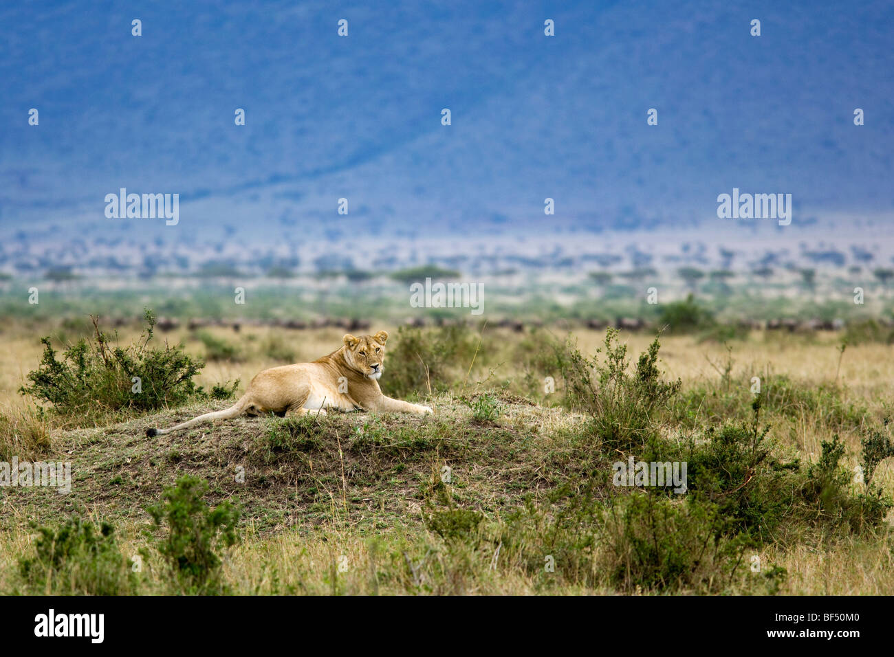 Leonessa seduta sul tumulo - Masai Mara riserva nazionale, Kenya Foto Stock