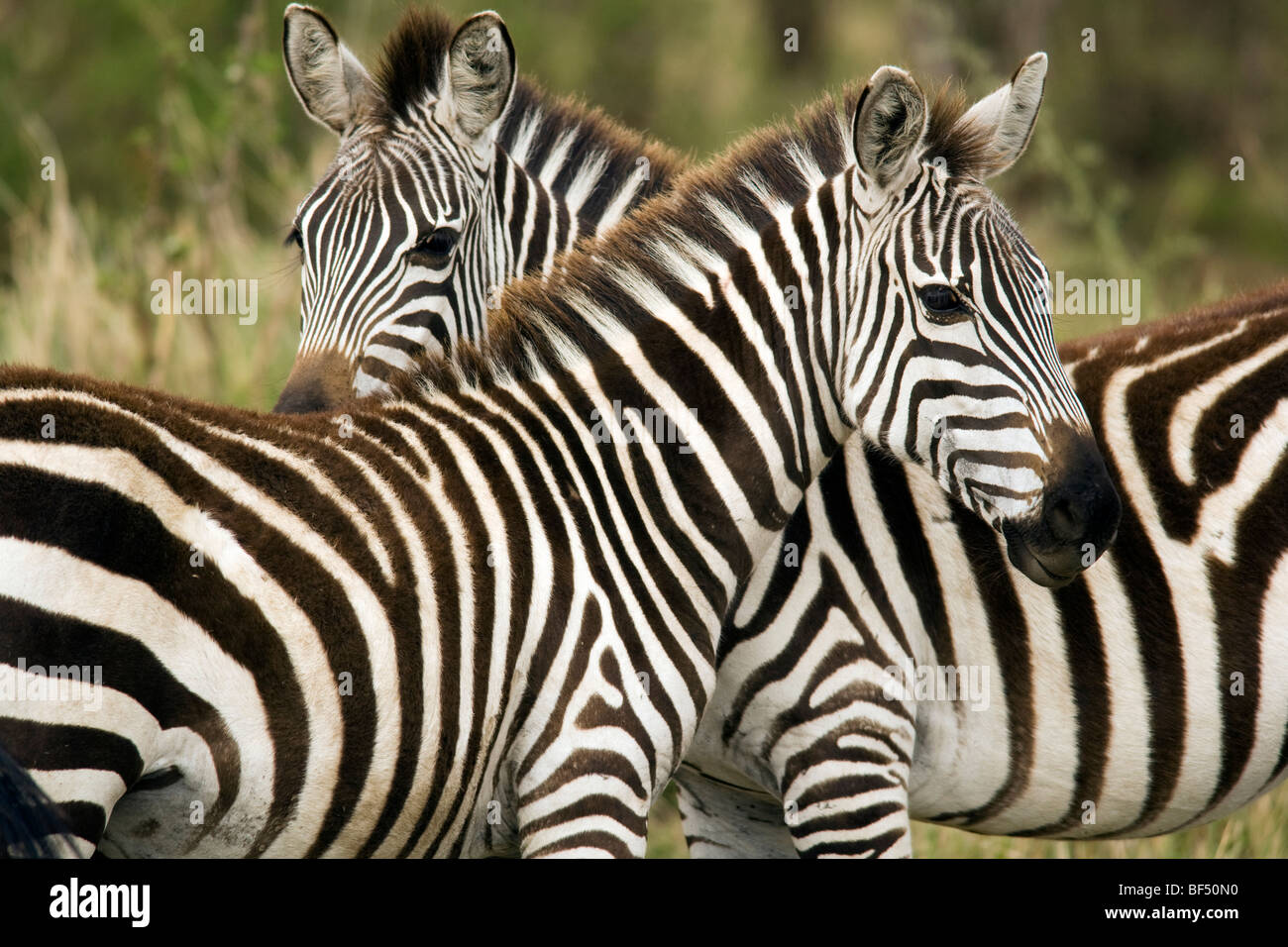 Zebra comune - Masai Mara riserva nazionale, Kenya Foto Stock