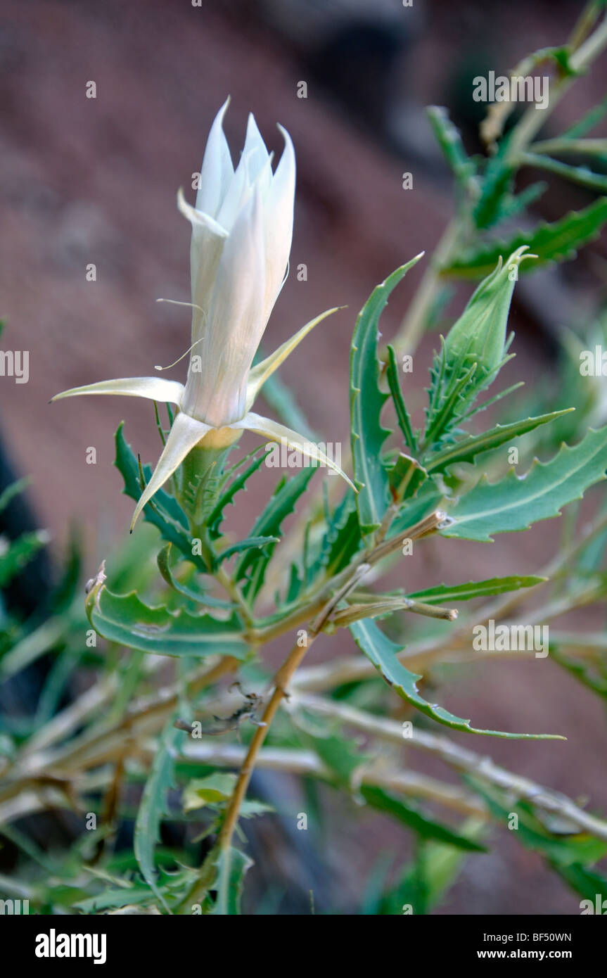 Blackfoot Daisy (Melampodium leucanthum) le gemme Foto Stock