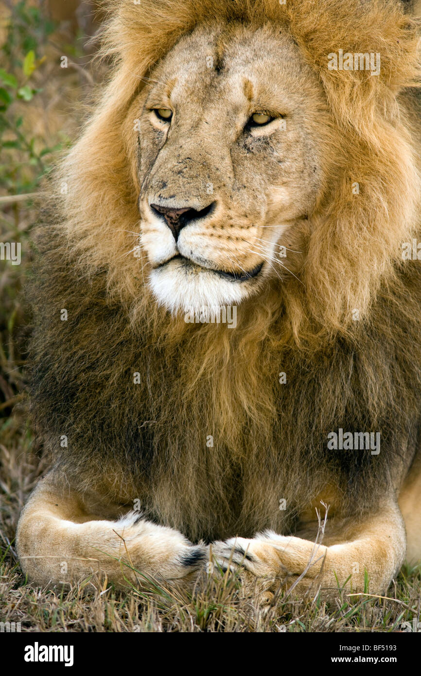 Leone maschio verticale - la Riserva Nazionale di Masai Mara, Kenya Foto Stock