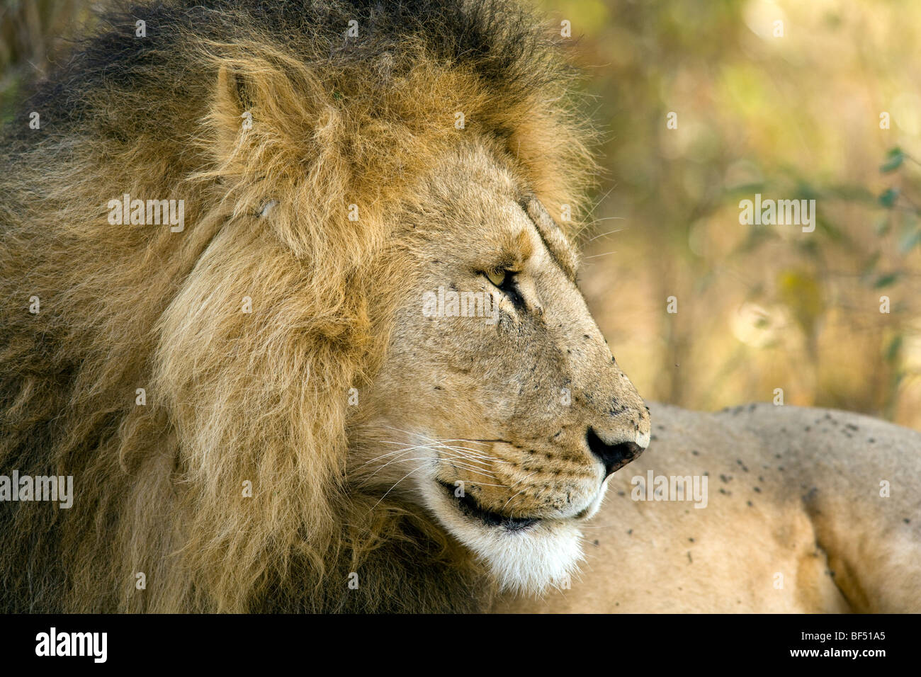 Maschio profilo di lion - Masai Mara riserva nazionale, Kenya Foto Stock