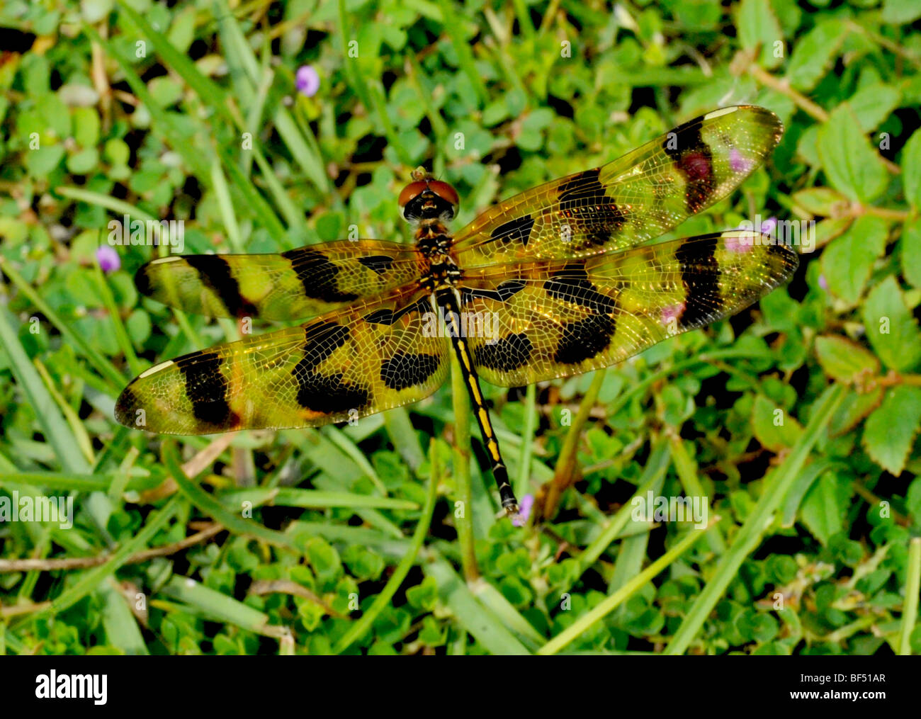 Halloween Pennant Dragon Fly Foto Stock