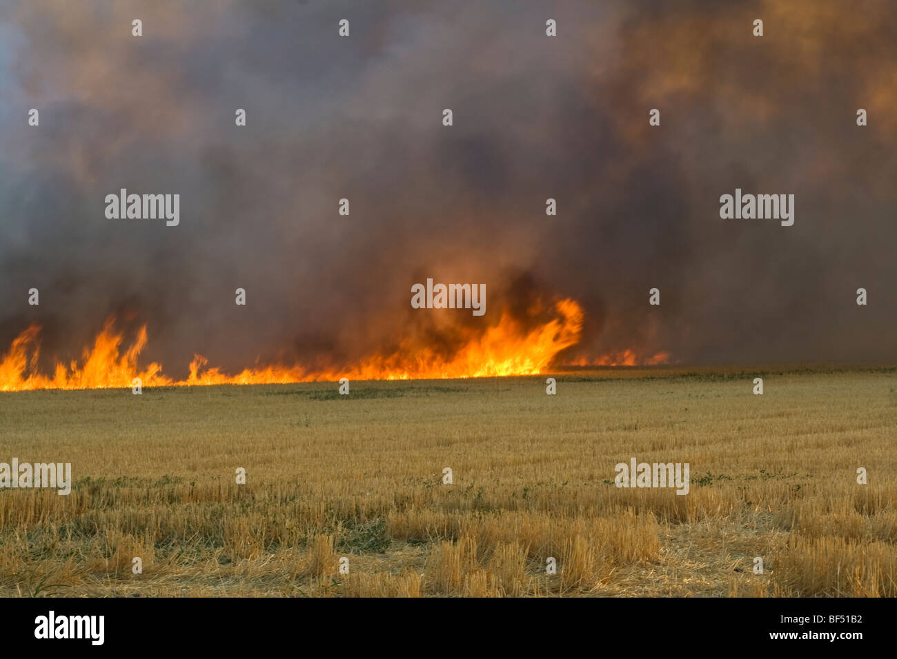 Stoppie di frumento essendo bruciato dopo la raccolta per il controllo delle malattie, ridurre la concorrenza di erbacce e di effettuare la successiva semina più facile. Foto Stock