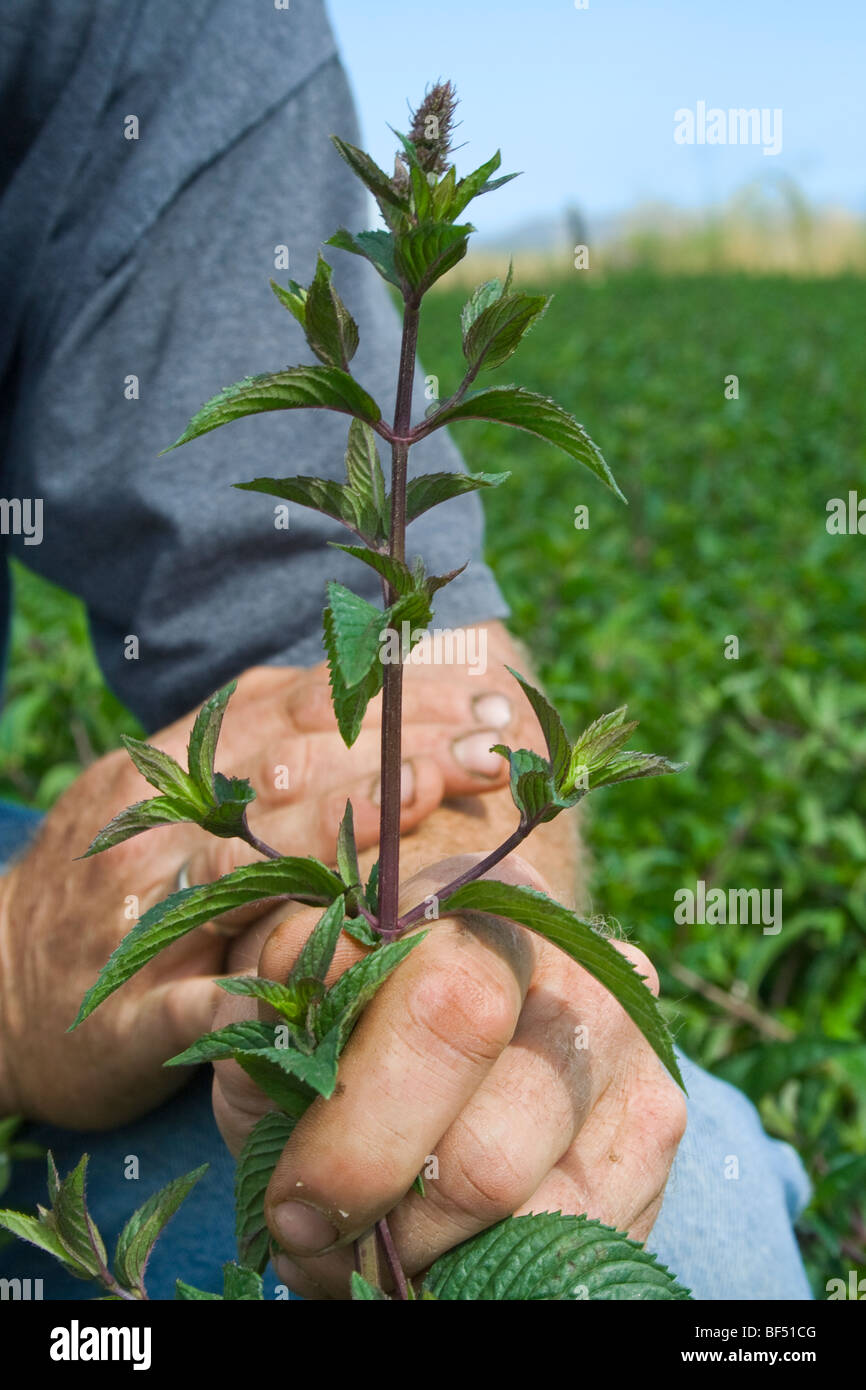 Agricoltura - Le mani di un imprenditore nel campo di ispezionare la sua maturazione menta piperita raccolto / McArthur, California, Stati Uniti d'America. Foto Stock