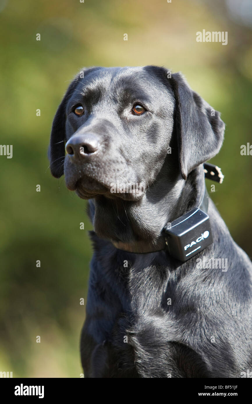 Un nero Labrador Retriever indossando un cane elettrico collare di formazione Foto Stock