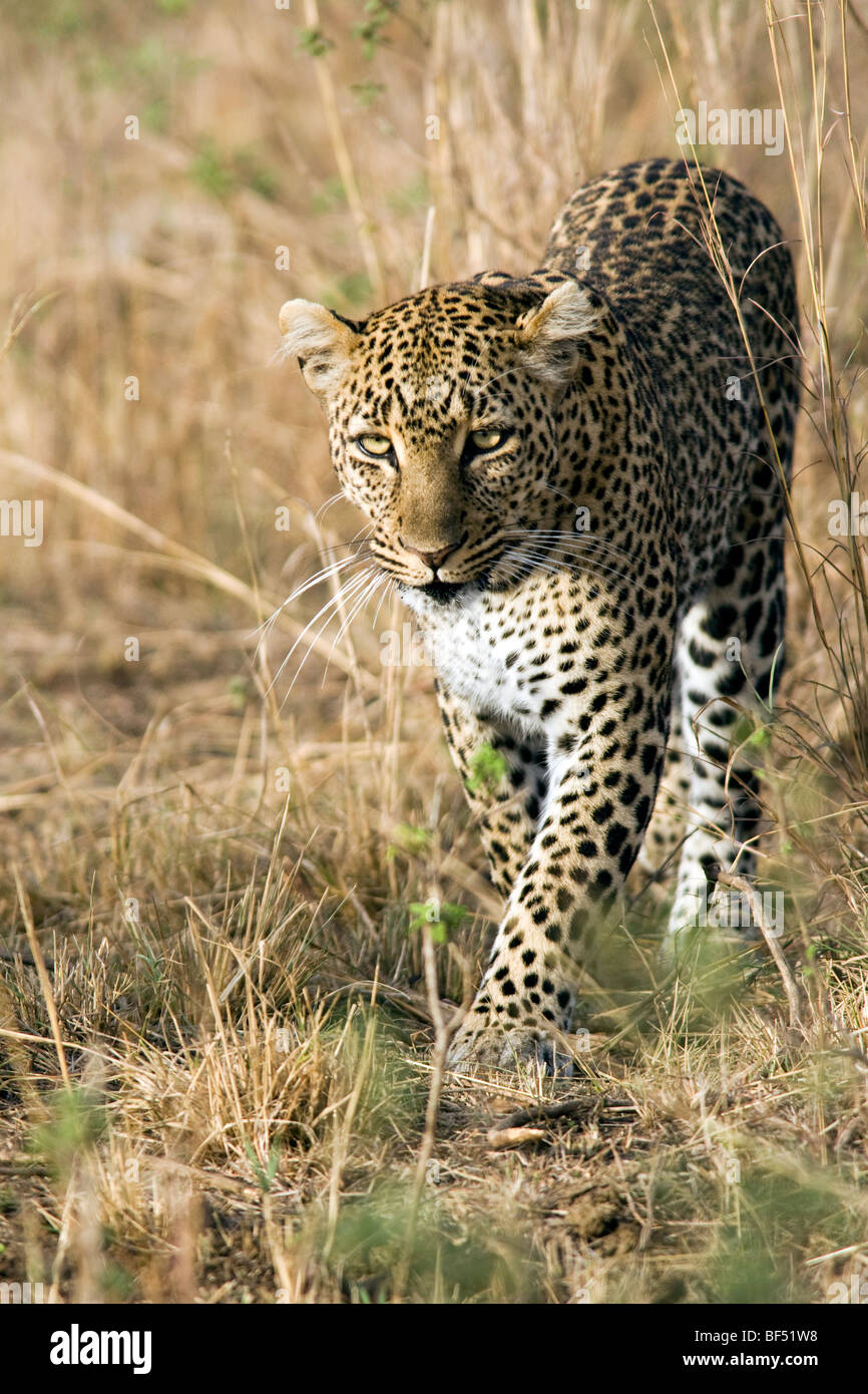 Leopard a piedi nella Riserva Nazionale di Masai Mara, Kenya Foto Stock
