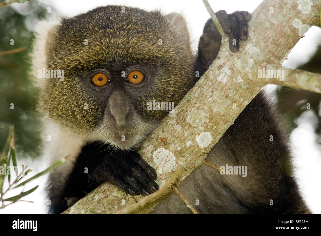 Sykes Monkey - Monte Kenya National Park, Kenya Foto Stock