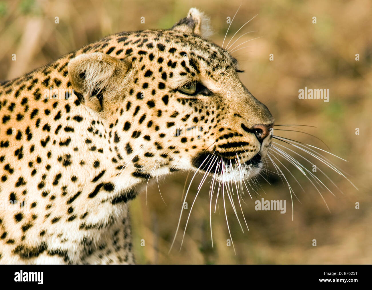 Close-up di Leopard - Masai Mara riserva nazionale, Kenya Foto Stock
