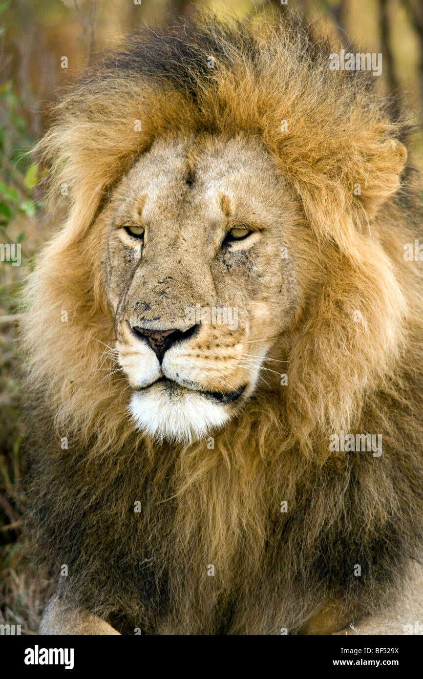 Leone maschio verticale - la Riserva Nazionale di Masai Mara, Kenya Foto Stock