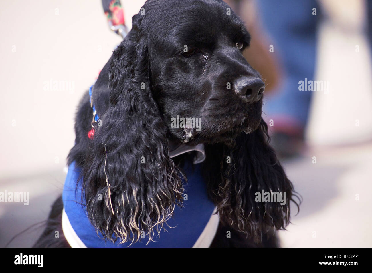 Cocker Spaniel, Pechino, Cina Foto Stock