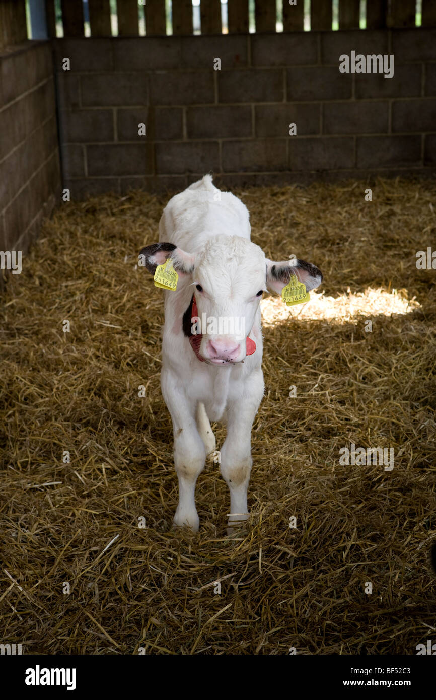 Rose di carne di vitello a cappella inferiore Marsh Farm. Beaminster. Il Dorset. Foto Stock