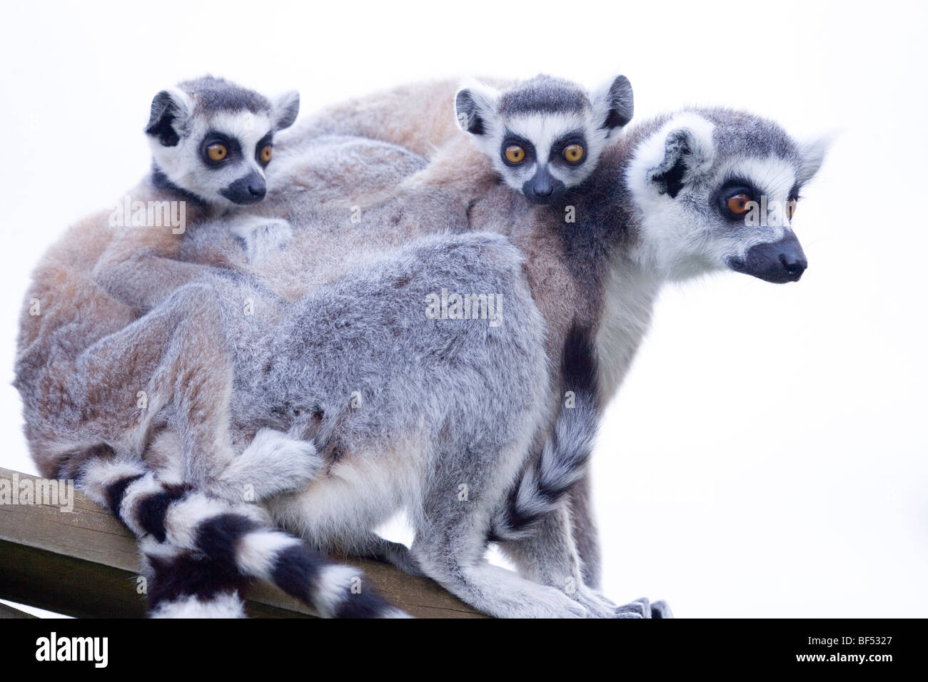 Anello-tailed Lemur (Lemur catta). Femmina doppia porta bebè. Foto Stock
