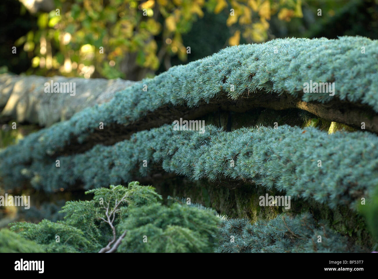 Piangendo blu cedro atlas trascinato lungo una parete di pietra Foto Stock