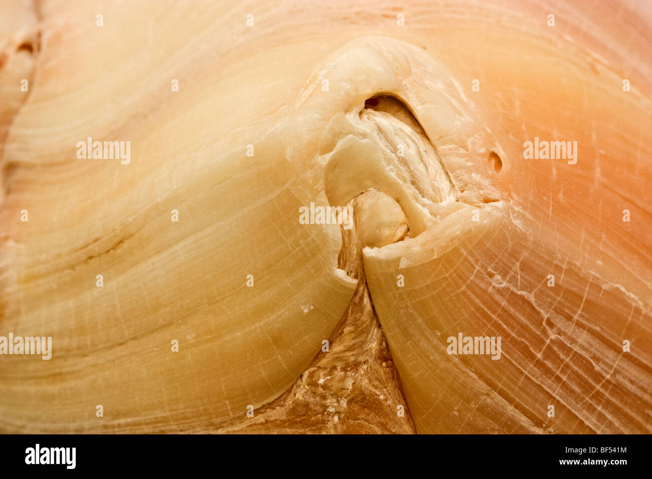 Primo piano di una conchiglia con un modello a vortice Foto Stock