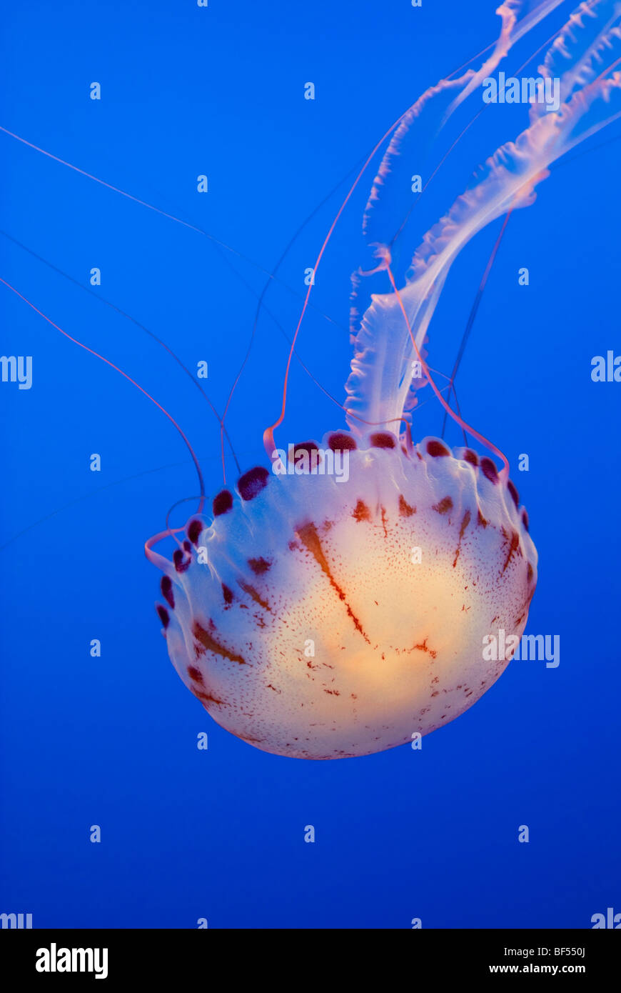 Grandi meduse, Oceano Atlantico ortica (Chrysaora quinquecirrha) Foto Stock